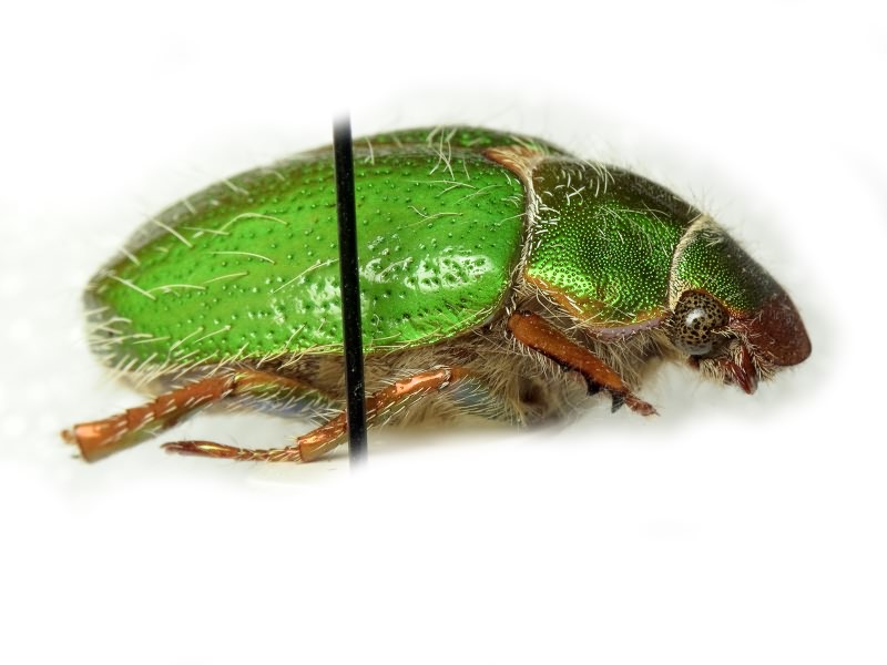 Brachysternus prasinus Guérin-Méneville, 1831